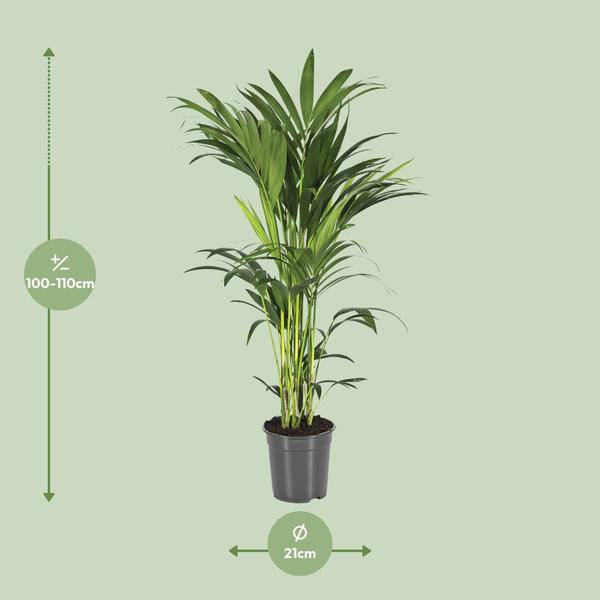 Kentiapalme Howea Forsteriana – Ø21cm – ↕110cm – Pflegeleichte Zimmerpalme mit luftreinigend – Plant