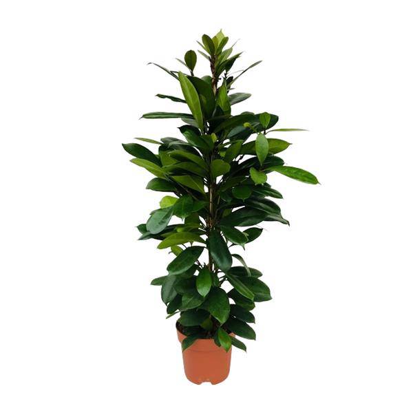 Afrikanischer Feigenbaum Ficus Cyathistipula Zimmerpflanze Ø21cm ↕105cm – pflegeleichte Grünpflanze für Wohnzimmer, Büro & helle Standorte kaufen – Plant