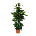 Afrikanischer Feigenbaum Ficus Cyathistipula Zimmerpflanze Ø21cm ↕105cm – pflegeleichte Grünpflanze für Wohnzimmer, Büro & helle Standorte kaufen – Plant