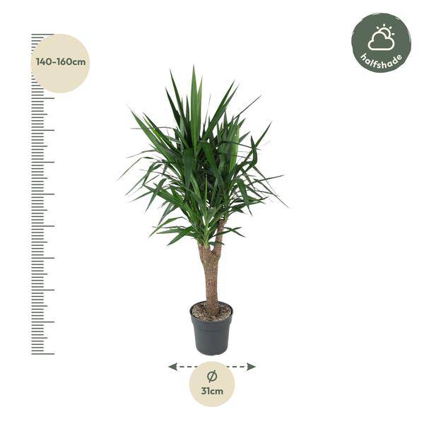 Palmlilie Yucca Elephantipes – Zimmerpflanze – Ø31cm – ↕150cm – Robuste, pflegeleichte Grünpflanze für Innen & Außen – Plant