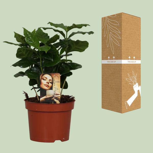 Kaffeepflanze – Coffea Arabica – Zimmerpflanze – Ø12cm ↕25cm – Aromatische Deko – Pflegeleicht – Halbschatten – Tropisch – Plant