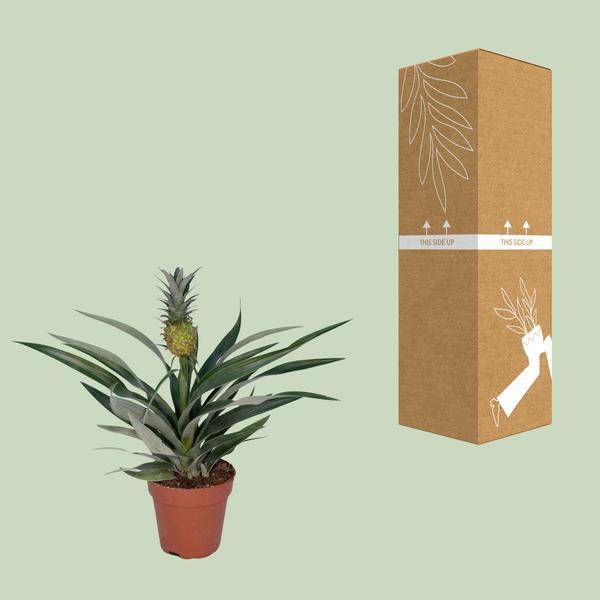 Ananaspflanze – Bromelia Ananas – tropische Zimmerpflanze – Ø12cm – ca. 30cm hoch – pflegeleicht & dekorativ – Plant