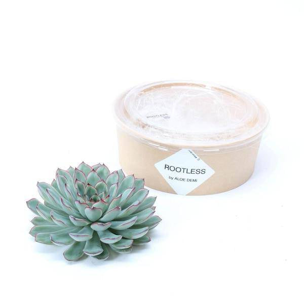Sukkulente Echeveria pulidonis ROOTLESS Zimmerpflanze – pflegeleichte Sukkulente für Wohnzimmer, Büro & helle Standorte kaufen – Plant