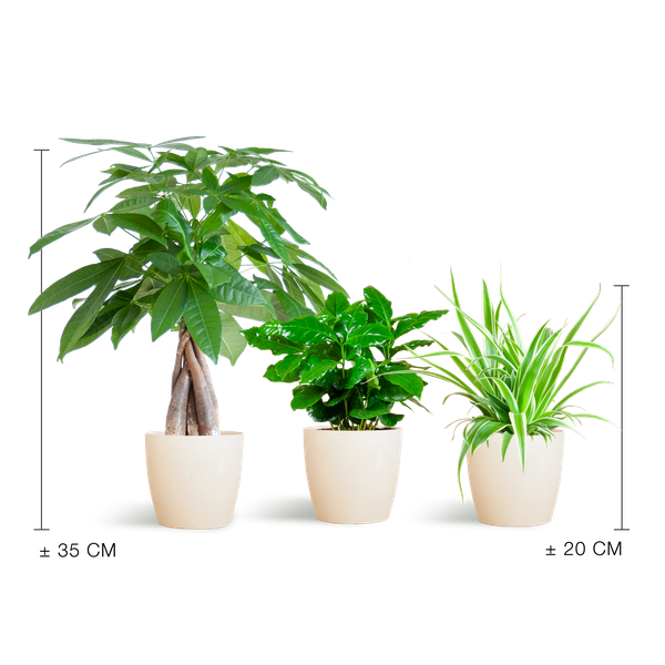 Tierfreundliches Pflanzset – Ungiftige Zimmerpflanzen für Katzen & Hunde – 3 Pflanzen Ø12cm – Inkl. Viber Weiß Topf – Plant