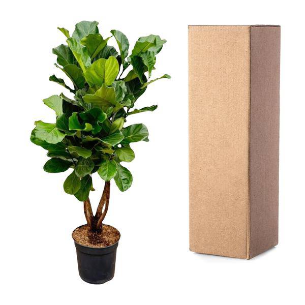 Geigen – Feige – Ficus Lyrata – Zimmerpflanze 200cm – Ø32cm – XXL – Pflanze mit großen geigenförmigen Blättern – Pflegeleicht – Plant