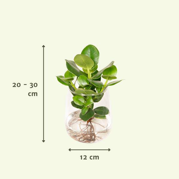 Balsamapfel Clusia – Hydroponische Zimmerpflanze im Kingston Glas – Ø12cm – 30cm Höhe – grünes dekoratives Laub – pflegeleicht & ohne Blüten – Plant