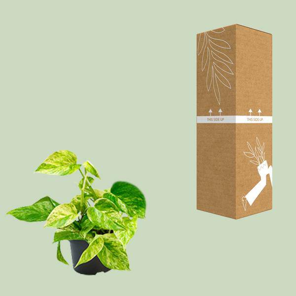 Efeutute Marble Queen – Epipremnum Scindapsus – Ø12cm x H20cm – Pflegeleichte Kletter – & Hängepflanze – Luftreinigend – Im Pflanztopf – Plant