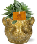 Senecio Cephalophorus Kreuzkraut – Zimmerpflanze Ø10,5cm – ca. 15cm hoch – Mit stylischem Leopard Gold Topf Ø12x9,5cm – Pflegeleicht & dekorativ – Plant