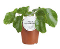Ufopflanze – Pilea Sugar – Zimmerpflanze – Ø13cm – ca. 20cm hoch – trendige & pflegeleichte Grünpflanze – Plant