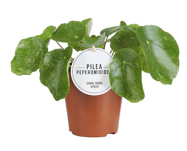 Ufopflanze – Pilea Sugar – Zimmerpflanze – Ø13cm – ca. 20cm hoch – trendige & pflegeleichte Grünpflanze – Plant