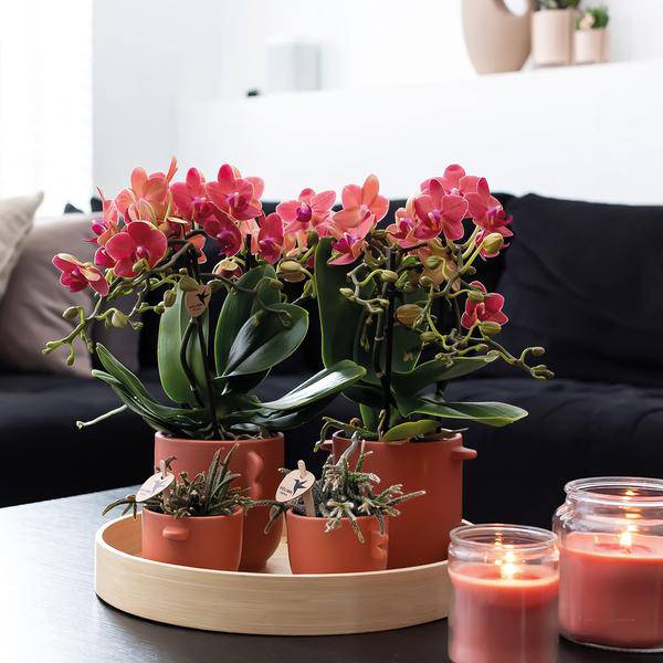 Rote Phalaenopsis Orchideen Zimmerpflanze Ø9cm – blühende Orchidee für Wohnzimmer, Büro & helle Standorte kaufen – Plant