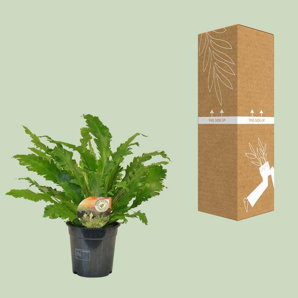 Nestfarn – Asplenium Campio – Zimmerpflanze – Ø17cm x ↕50cm – dekorativer Farn für Wohnzimmer, Büro & Innenräume – Plant