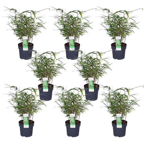 Schirmbambus Fargesia rufa – 4 Pflanzen – ca. 40cm hoch Ø14cm – Kompakter, horstbildender Bambus – Winterhart & pflegeleicht – Für Garten, Balkon & Teichrand – Plant
