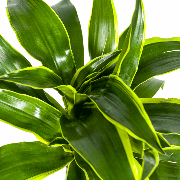 Dracaena deremensis ‘Dorado’ – Drachenbaum – Zimmerpflanze Ø19cm – 70–90cm hoch – Pflegeleichte Grünpflanze mit dunkelgrünen Blättern & gelbem Rand – Luftreinigend – Plant