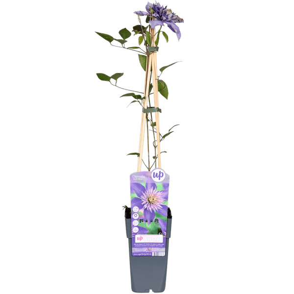 Waldrebe Clematis Multi Blue Kletterpflanze Ø15cm ↕65cm – winterharte Pflanze für Garten, Balkon, Terrasse, Kübel & Beet online kaufen – Plant