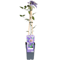 Waldrebe Clematis Multi Blue Kletterpflanze Ø15cm ↕65cm – winterharte Pflanze für Garten, Balkon, Terrasse, Kübel & Beet online kaufen – Plant