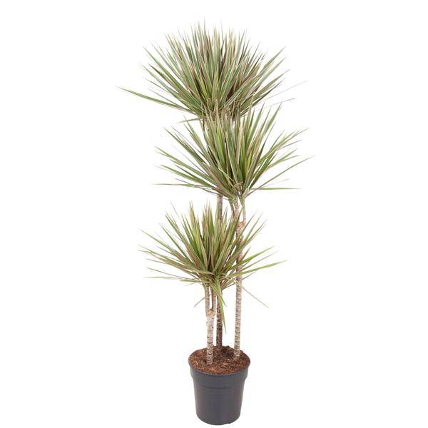 Drachenbaum Zimmerpflanze Ø24cm ↕150cm – pflegeleichte Grünpflanze für Wohnzimmer, Büro & helle Standorte kaufen – Plant