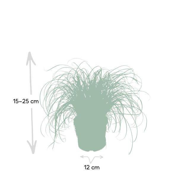 Katzengras Cyperus alternifolius Zimmerpflanze Ø12cm ↕20cm – pflegeleichte Grünpflanze für Wohnzimmer, Büro & helle Standorte kaufen – Plant