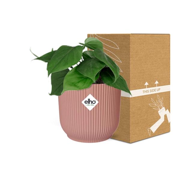 Philodendron Scandens – Baumfreund – Zimmerpflanze inkl. Ziertopf Vibes Fold Rosa Ø14cm – Herzförmige Blätter – Pflegeleicht & luftreinigend – Plant