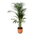 Areca Palme – Betelpalme – Zimmerpflanze ca. 110cm – Ø21cm – inkl. Pflanzgefäß Vibes Fold Rosa D22xH20 – Plant