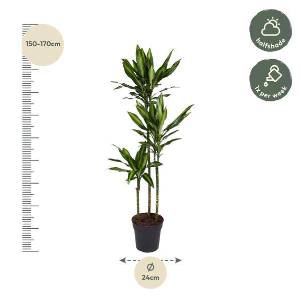 Drachenbaum Zimmerpflanze Ø24cm ↕160cm – pflegeleichte Grünpflanze für Wohnzimmer, Büro & helle Standorte kaufen – Plant