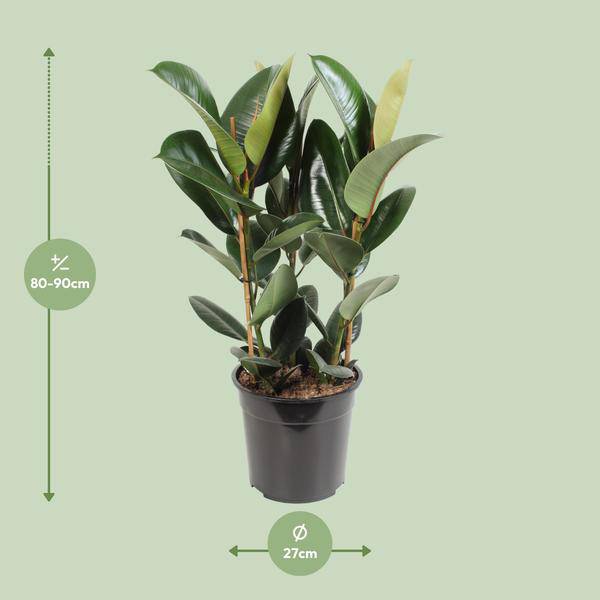 Gummibaum Ficus Elastica Robusta Zimmerpflanze Ø27cm ↕85cm – pflegeleichte Grünpflanze für Wohnzimmer, Büro & helle Standorte kaufen – Plant