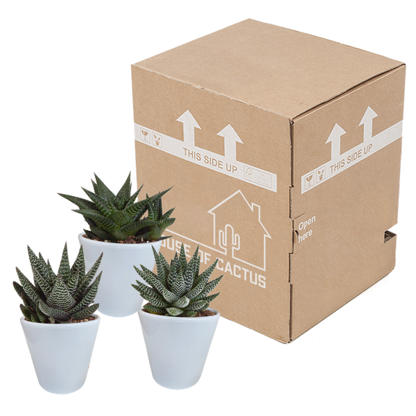 Sukkulenten Mix Gasteria & Haworthia – 3 Pflanzen – Ø8,5cm Zimmerpflanzen im weißen Topf – Verschiedene Mini – Sukkulenten – Plant