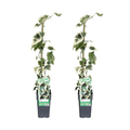 Hedera colchica Dentata Variegata – Efeu – Immergrüne Kletterpflanze – Ø15cm – Höhe ca. 65cm – Plant