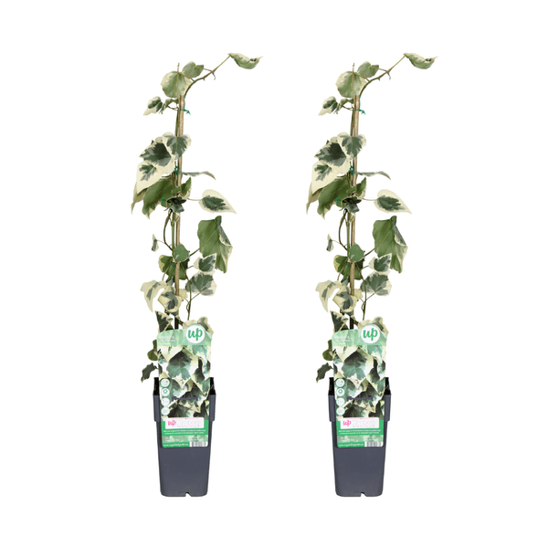 Hedera colchica Dentata Variegata – Efeu – Immergrüne Kletterpflanze – Ø15cm – Höhe ca. 65cm – Plant
