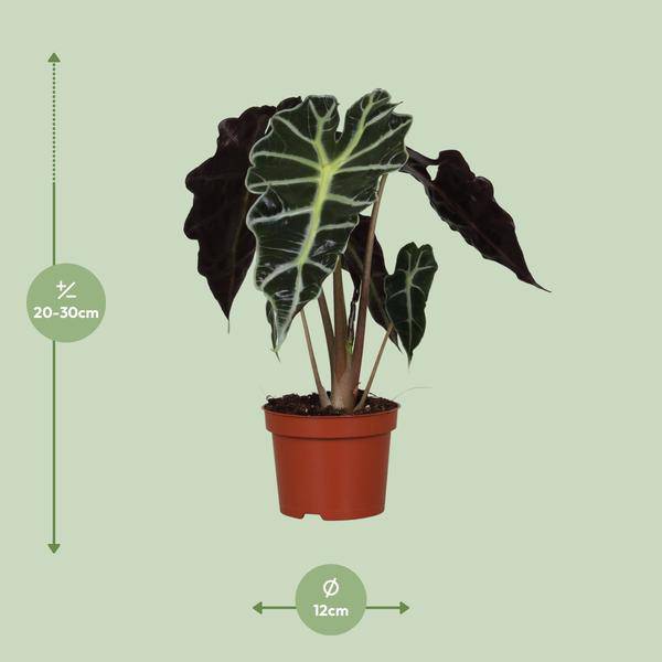 Pfeilblatt Alocasia Amazonica Polly – Zimmerpflanze – Ø12cm – ↕30cm – exotische Tropenpflanze mit dekorativen Blättern – Plant