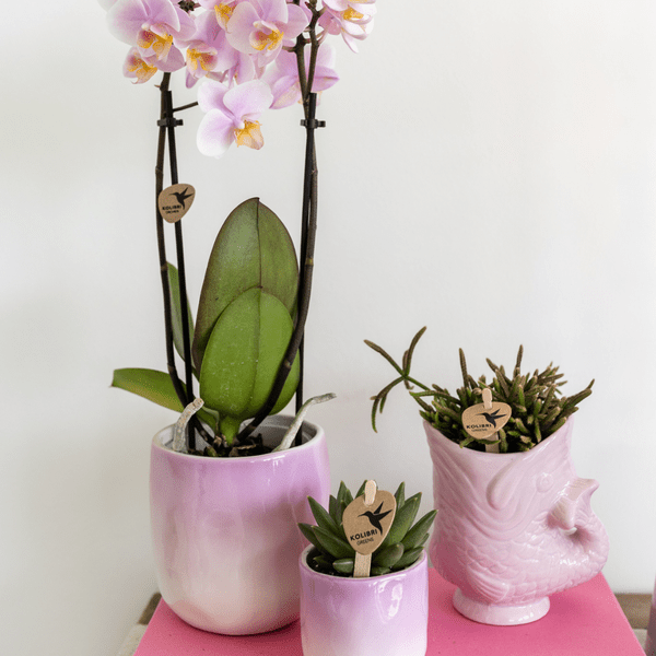 Fisch Topf – Rosa – Ø6cm – Keramik Übertopf in Fischform – Glänzender Blumentopf für kleine Pflanzen & Sukkulenten – Plant