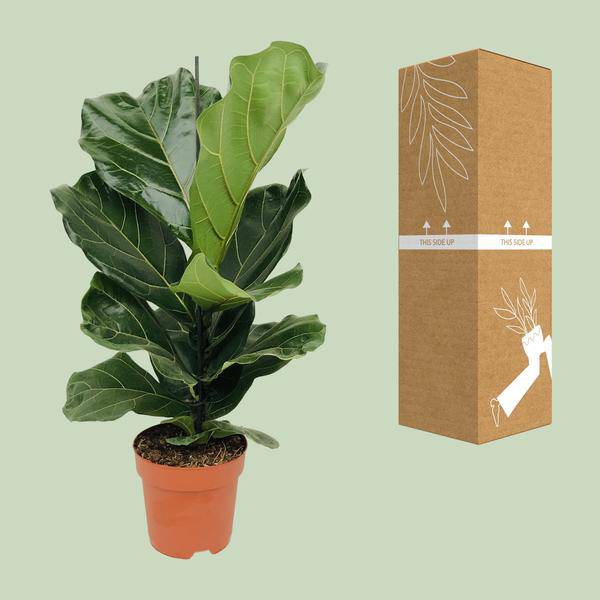 Geigen – Feige (Ficus lyrata) Zimmerpflanze Ø17cm ↕75cm – pflegeleichte Grünpflanze für Wohnzimmer, Büro & helle Standorte kaufen – Plant