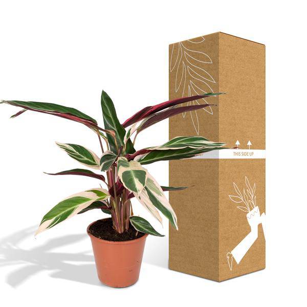 Calathea Triostar – Ø17cm H60cm – Tropische Zimmerpflanze mit rosa – grün – weißem Blattmuster – Pflegeleicht – Für indirektes Licht – Luftreinigend – Plant