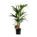 Kentiapalme Howea Forsteriana Zimmerpflanze Ø19cm ↕100cm – tropische Grünpflanze für Wohnzimmer, Büro & helle Standorte kaufen – Plant