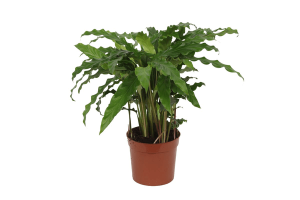Calathea Bluegrass – Korbmarante Zimmerpflanze – Blaugrüne Blätter mit lila Unterseite – ↕35cm – Ø12cm – Tropische Pflanze für Zuhause & Büro – Plant