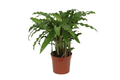 Calathea Bluegrass – Korbmarante Zimmerpflanze – Blaugrüne Blätter mit lila Unterseite – ↕35cm – Ø12cm – Tropische Pflanze für Zuhause & Büro – Plant
