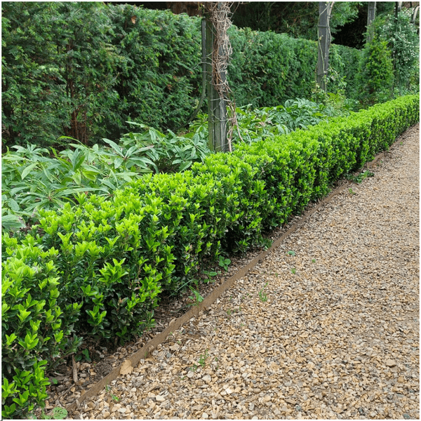 Euonymus Green Spire – Japanischer Spindelstrauch – Ø7cm – ↕15cm – Immergrün & Winterhart – Buchsbaum Ersatz für Hecke und Garten – Plant