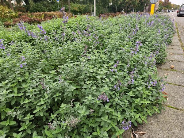 Nepeta 'Walker's Low' – Katzenminze – Lavendelblaue Blüten – Silbergrünes Laub – Pflegeleichte Staude – Sonnig – Bienen & Schmetterlinge – Plant