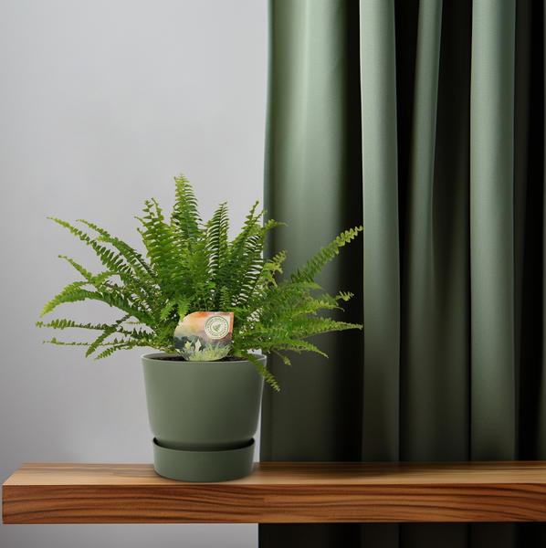 Schwertfarn Nephrolepis Green Lady Zimmerpflanze Ø12cm ↕30cm – pflegeleichte Grünpflanze für Wohnzimmer, Büro & helle Standorte kaufen – Plant