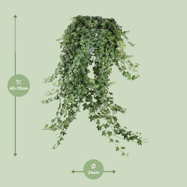 Hedera Helix Pitsburg – Efeu Hängepflanze – Zimmerpflanze Ø24cm – ca. 70cm Länge – Luftreinigende Kletterpflanze für drinnen – Plant