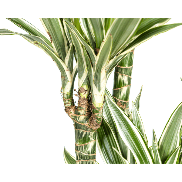 Drachenbaum Dracaena Deremensis White Stripe Zimmerpflanze Ø27cm ↕180cm – pflegeleichte Grünpflanze für Wohnzimmer, Büro & helle Standorte kaufen – Plant
