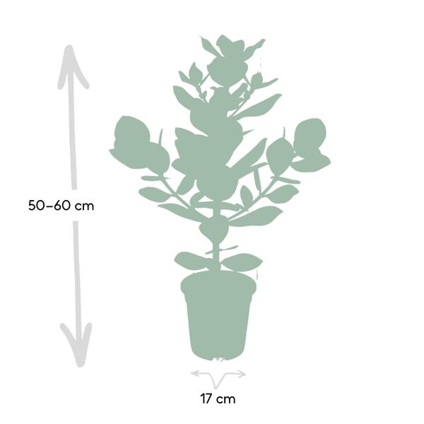 Balsamapfel Clusia Rosea Princess Zimmerpflanze Ø17cm ↕60cm – pflegeleichte Grünpflanze für Wohnzimmer, Büro & helle Standorte kaufen – Plant