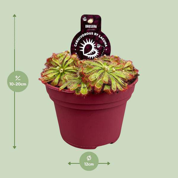 Drosera Aliciae – Sonnentau – Ø12cm – Fleischfressende Pflanze – Zimmerpflanze für Insektenabwehr & Dekoration – Pflegeleicht & faszinierend – Plant