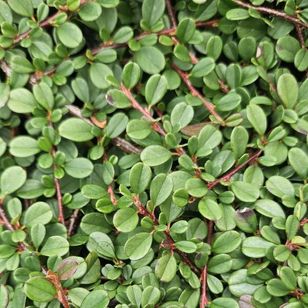 Zwergmispel Cotoneaster pro 'Streib’s Findling' – 6 Pflanzen – ↕10-25cm – Ø9cm – Bodendecker mit Blüten & Beeren – Pflegeleicht & sonnig/schattig – Plant