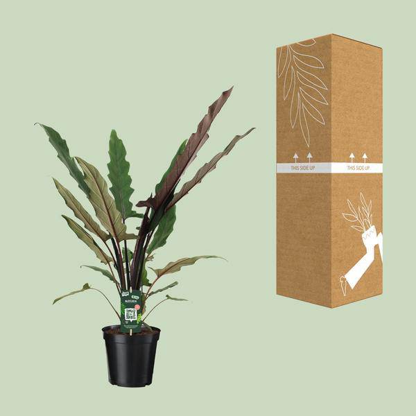 Elefantenohr Alocasia Lauterbachiana Zimmerpflanze Ø19cm ↕80cm – pflegeleichte Grünpflanze für Wohnzimmer, Büro & helle Standorte kaufen – Plant