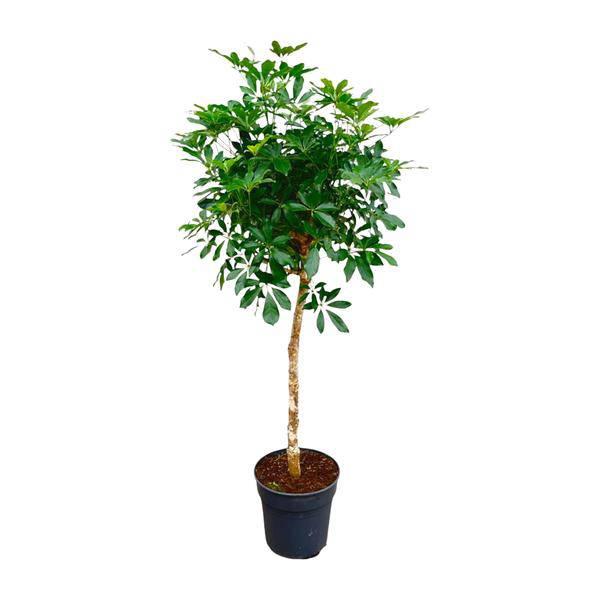 Strahlenaralie – Schefflera auf Stiel – Zimmerpflanze 170cm – Ø35cm – Immergrüne Grünpflanze mit handförmigen Blättern – Tropische XXL – Plant