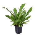 Nestfarn Asplenium Nidus Zimmerpflanze Ø17cm ↕45cm – pflegeleichte Grünpflanze für Wohnzimmer, Büro & helle Standorte kaufen – Plant