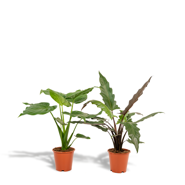 Alocasia Set – Cucullata & Lauterbachiana – Ø19cm Zimmerpflanzen – Exotische Grünpflanzen mit großen dekorativen Blättern – Plant