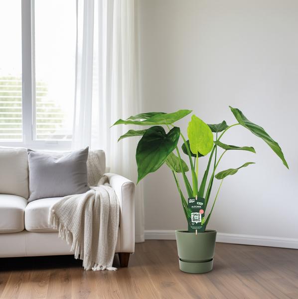 Alocasia Cucullata – Elefantenohr – Ø19cm x H55cm – Tropische Zimmerpflanze mit großen grünen Blättern – Pflegeleicht & dekorativ – Plant
