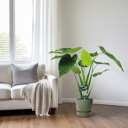 Alocasia Cucullata – Elefantenohr – Ø19cm x H55cm – Tropische Zimmerpflanze mit großen grünen Blättern – Pflegeleicht & dekorativ – Plant